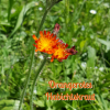 Orangerotes Habichtskraut